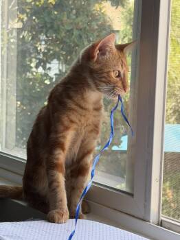 Tumbleweed -  Domestic Short Hair Cat for Adoption in Lincoln, California - Tumbleweed | PetCurious