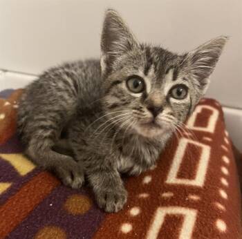 SAMANTHA -  Domestic Short Hair Cat for Adoption in Charlotte, North Carolina - SAMANTHA | PetCurious