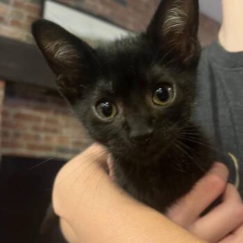 Chili Bean -  Domestic Short Hair Cat for Adoption in La Grange, Kentucky - Chili Bean | PetCurious