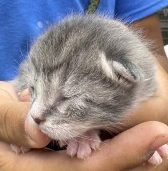 Tank -  Domestic Short Hair Cat for Adoption in Gainesville, Florida - Tank | PetCurious