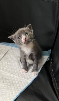 Charlotte -  Domestic Short Hair Cat Available for Adoption in Virginia Beach, Virginia - Charlotte | PetCurious