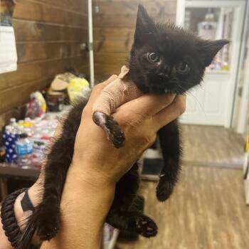 Toothless -  Domestic Short Hair Cat for Adoption in Evensville, Tennessee - Toothless | PetCurious