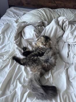 Scottish Fold Cats Available for Adoption - Chewbacka | PetCurious