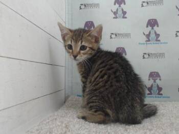 Domestic Medium Hair Cats Available for Adoption in Orlando, Florida - DELILAH | PetCurious