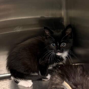 Mae -  Domestic Short Hair Cat for Adoption in Council Bluffs, Iowa - Mae | PetCurious