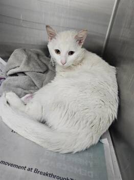 Domestic Short Hair Cats Available for Adoption in Charlotte, North Carolina - LIAM | PetCurious