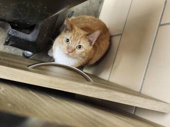 Rescue Domestic Short Hair Cats for Adoption in Renfrew, Pennsylvania - Peaches | PetCurious