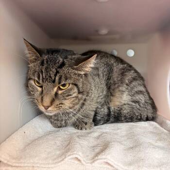 Alexander -  Domestic Short Hair Cat for Adoption in Bristol, Indiana - Alexander | PetCurious