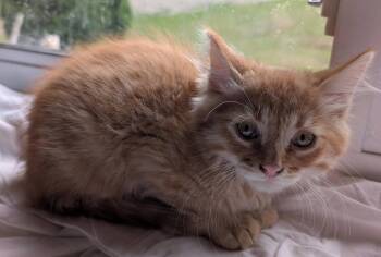 Rusty -  Maine Coon and Tabby Cat for Adoption in Libby, Montana - Rusty | PetCurious