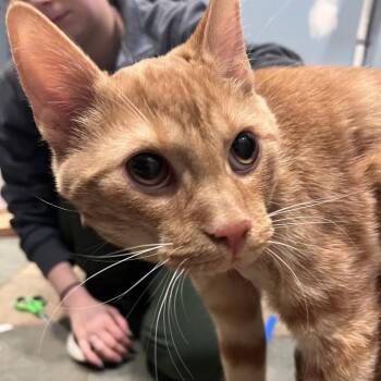 Domestic Short Hair Cats Available for Adoption in Chattanooga, Tennessee - Fred | PetCurious