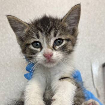 Casper -  Domestic Short Hair Cat for Adoption in San Antonio, Texas - Casper | PetCurious
