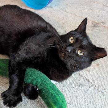Toast -  Domestic Short Hair Cat for Adoption in Chicago, Illinois - Toast | PetCurious