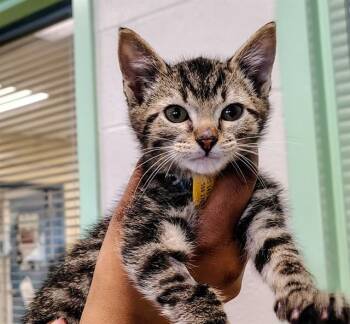 Domestic Short Hair Cats Available for Adoption - CAPUCHIN | PetCurious