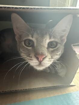 Domestic Short Hair Cats Available for Adoption in Little Rock, Arkansas - Ant | PetCurious