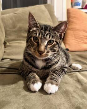 Domestic Short Hair Cats Available for Adoption - Truffle | PetCurious