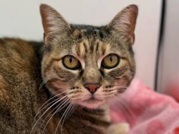 Domestic Short Hair Cats Available for Adoption - Juno | PetCurious