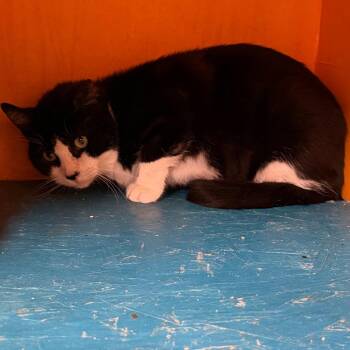 Fulton -  Domestic Short Hair Cat for Adoption in Midland, Texas - Fulton | PetCurious
