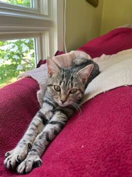 Muffin -  Domestic Short Hair Cat for Adoption in Groveland, Massachusetts - Muffin | PetCurious