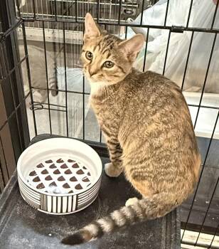 Fiona -  Domestic Short Hair Cat for Adoption in Scranton, Pennsylvania - Fiona | PetCurious