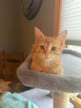 Trudy -  Domestic Short Hair Cat for Adoption in Battle Creek, Michigan - Trudy | PetCurious