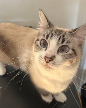 Rescue Domestic Short Hair and Siamese Cats for Adoption in Albuquerque, New Mexico - Poli