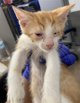 TORRES -  Domestic Short Hair Cat for Adoption in Dallas, Texas - TORRES | PetCurious