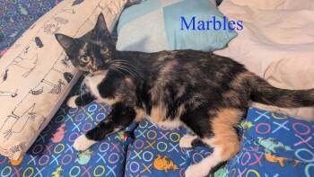 Rescue Domestic Short Hair Cats for Adoption in Manhattan, Kansas - Marbles | PetCurious