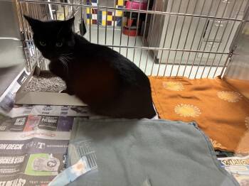 Rescue Domestic Short Hair Cats for Adoption in Plano, Texas - Bobby A213882 | PetCurious