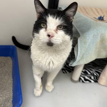 Domestic Short Hair Cats Available for Adoption - Oreo | PetCurious