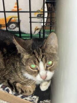 Merlin (E62) -  Domestic Short Hair Cat for Adoption in Lafayette, Indiana - Merlin (E62) | PetCurious