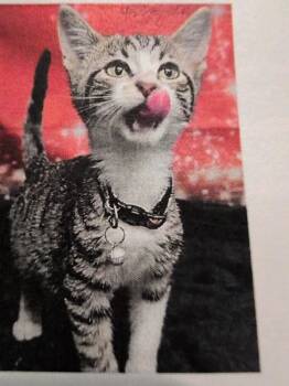 Fuse -  Domestic Short Hair Cat for Adoption in Parker, Colorado - Fuse | PetCurious