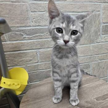 The Feline Phenom -  Domestic Short Hair Cat for Adoption in Davenport, Iowa - The Feline Phenom | PetCurious