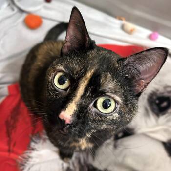Kiwi -  Domestic Short Hair Cat Available for Adoption - Kiwi | PetCurious