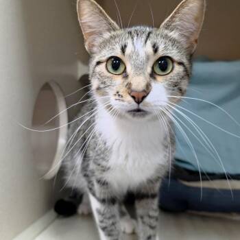 Margaret -  Domestic Short Hair Cat for Adoption in Michigan City, Indiana - Margaret | PetCurious
