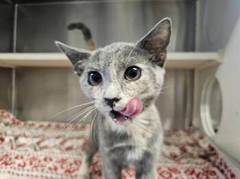 RHAENA -  Domestic Short Hair Cat for Adoption in Tustin, California - RHAENA | PetCurious