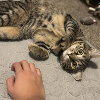 Domestic Short Hair Cats Available for Adoption - Finch | PetCurious