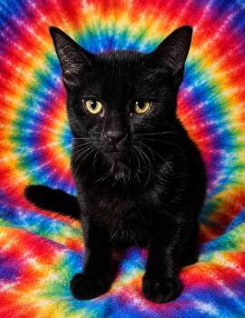Elvira -  Domestic Short Hair Cat for Adoption in San Tan Valley, Arizona - Elvira | PetCurious