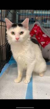 Albi -  Domestic Short Hair Cat for Adoption in Johnson City, Tennessee - Albi | PetCurious