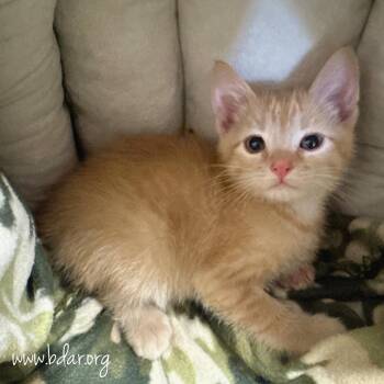 Hans -  Domestic Short Hair Cat for Adoption in Cheyenne, Wyoming - Hans | PetCurious