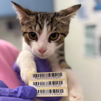 Bristle -  Domestic Medium Hair Cat for Adoption in Charleston, West Virginia - Bristle | PetCurious