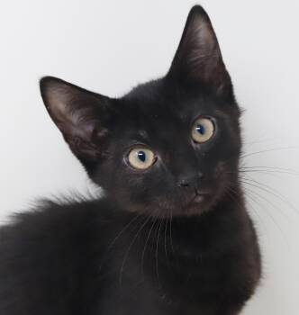Harry is heaven in a licorice package - OLD ENOUGH TO GO SOLO -  Bombay Cat for Adoption in Bedford Hills, New York - Harry Is Heaven In A Licorice Package - OLD ENOUGH TO GO SOLO | PetCurious