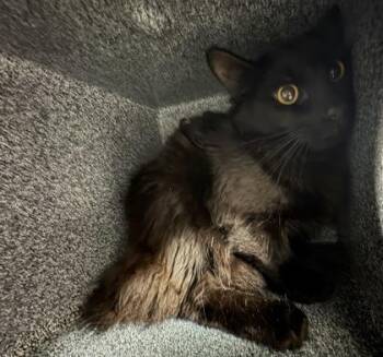 Domestic Medium Hair and Domestic Short Hair Cats Available for Adoption - Shaddow | PetCurious