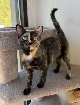 Rescue Domestic Short Hair Cats for Adoption in Elizabethtown, New York - KitKat | PetCurious
