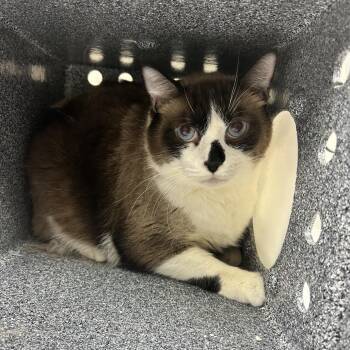 Coconut -  Domestic Short Hair Cat for Adoption in Reno, Nevada - Coconut | PetCurious