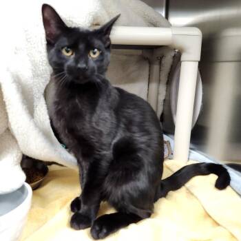 Marshall -  Domestic Short Hair Cat for Adoption in Walker, Michigan - Marshall | PetCurious