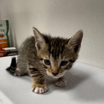 Nicklaus -  Domestic Short Hair Cat for Adoption in Tampa, Florida - Nicklaus | PetCurious