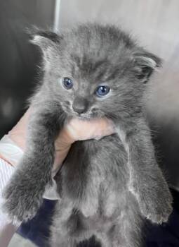Garlic Knot -  Domestic Short Hair Cat for Adoption in Cincinnati, Ohio - Garlic Knot | PetCurious