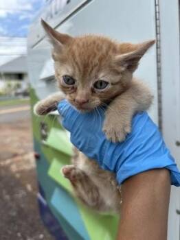 Cheddar -  Domestic Short Hair Cat for Adoption in Honolulu, Hawaii - Cheddar | PetCurious