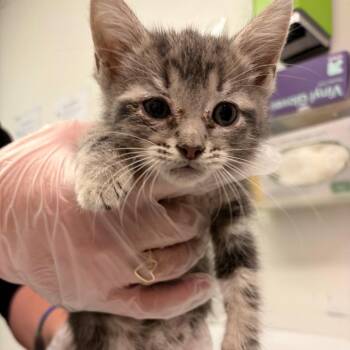Lima Bean -  Domestic Short Hair Cat for Adoption in Charleston, West Virginia - Lima Bean | PetCurious