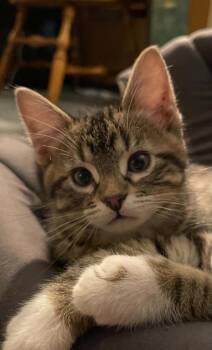 Simon -  Domestic Short Hair Cat for Adoption in Topeka, Kansas - Simon | PetCurious
